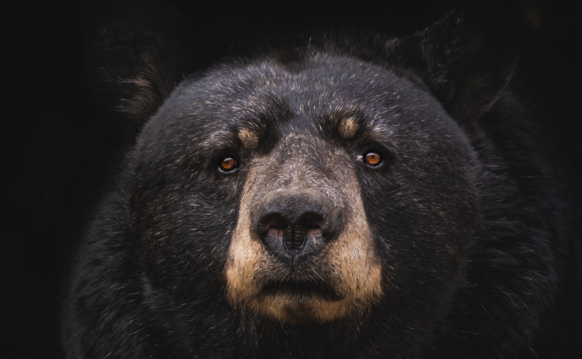 Bear market : définition, stratégie et risques de marché.